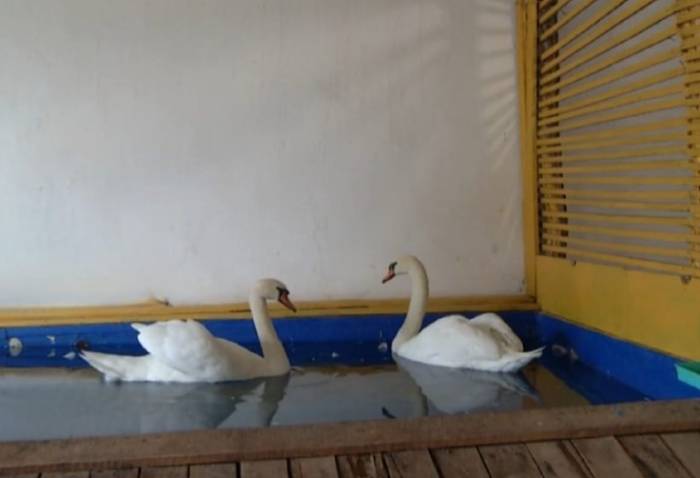 Астраханских лебедей отправили на зимовку
