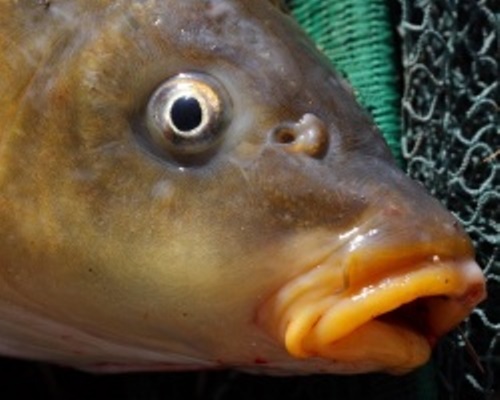 В Астрахани ветеринар ради дружбы отправил рыбу в Москву и Самару без необходимых проверок 