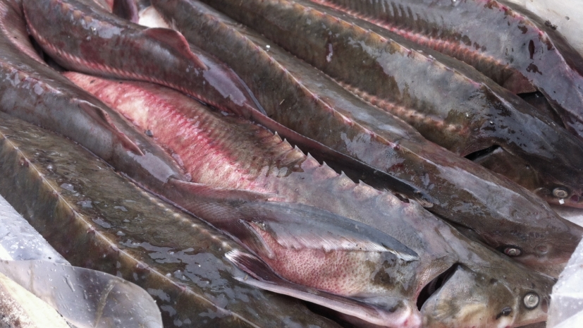 Силовики задержали мужчину, который нашел в Астраханской области рыбы на 20 миллионов