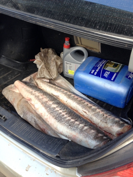 Астраханские полицейские изъяли у водителя иномарки 18 килограммов осетра без документов