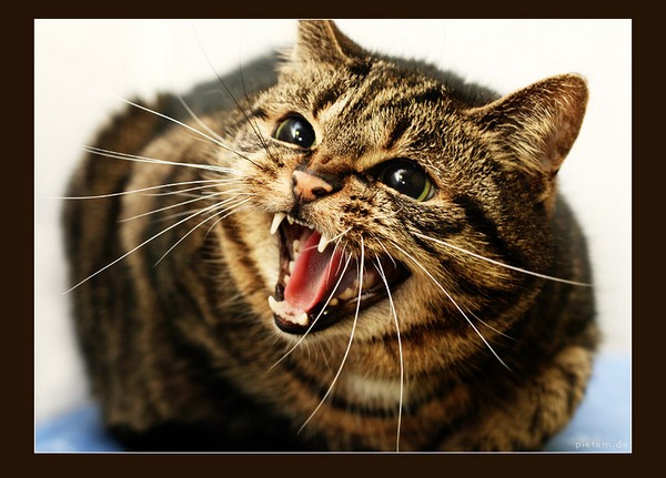 ЗАПЛАТИ 500 РУБЛЕЙ. Если кот умер от бешенства