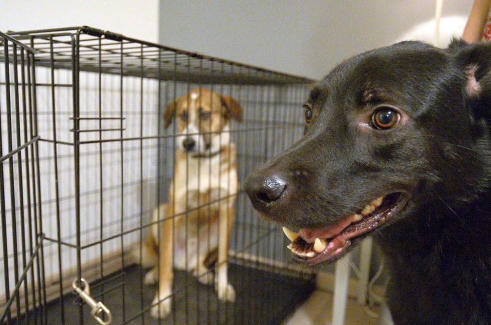В двух астраханских районах незаконно наварились на бездомных собаках