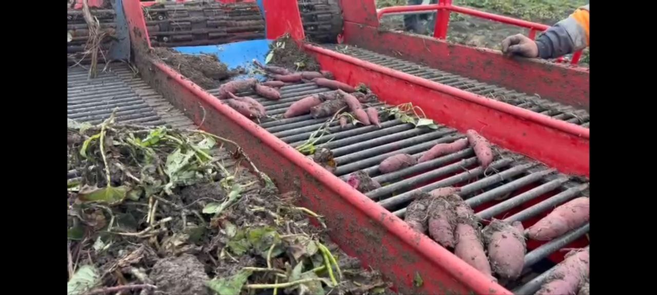 В Астраханской области начались эксперименты с новыми сортами суперфуда