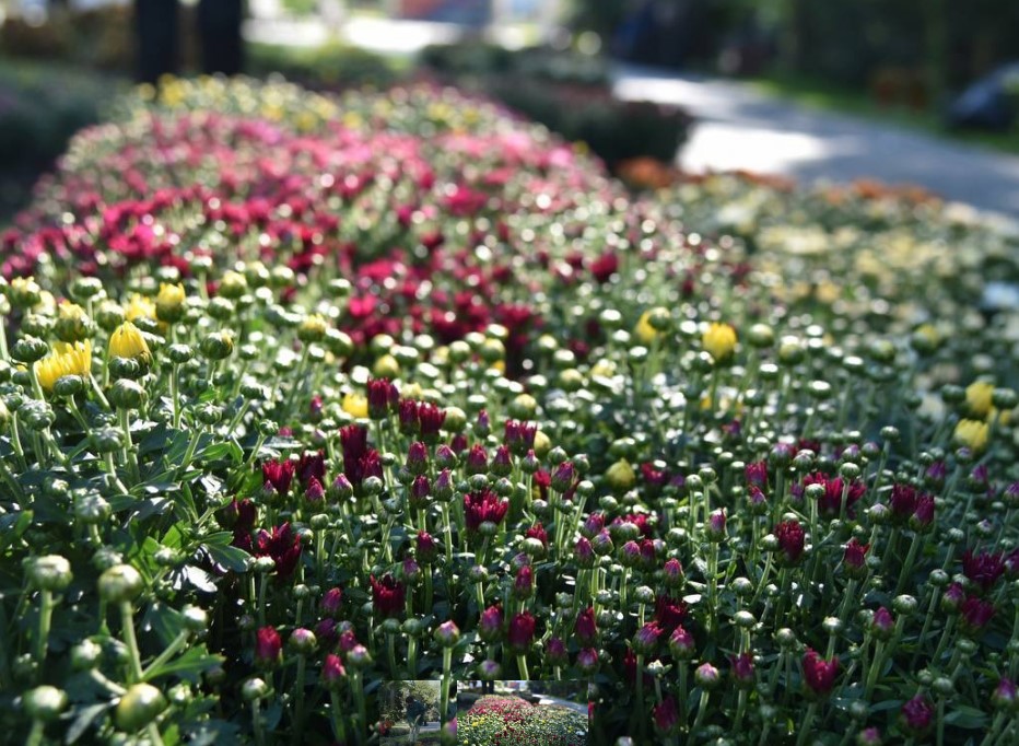 Ко Дню города в Братском саду высадили 464 куста хризантем
