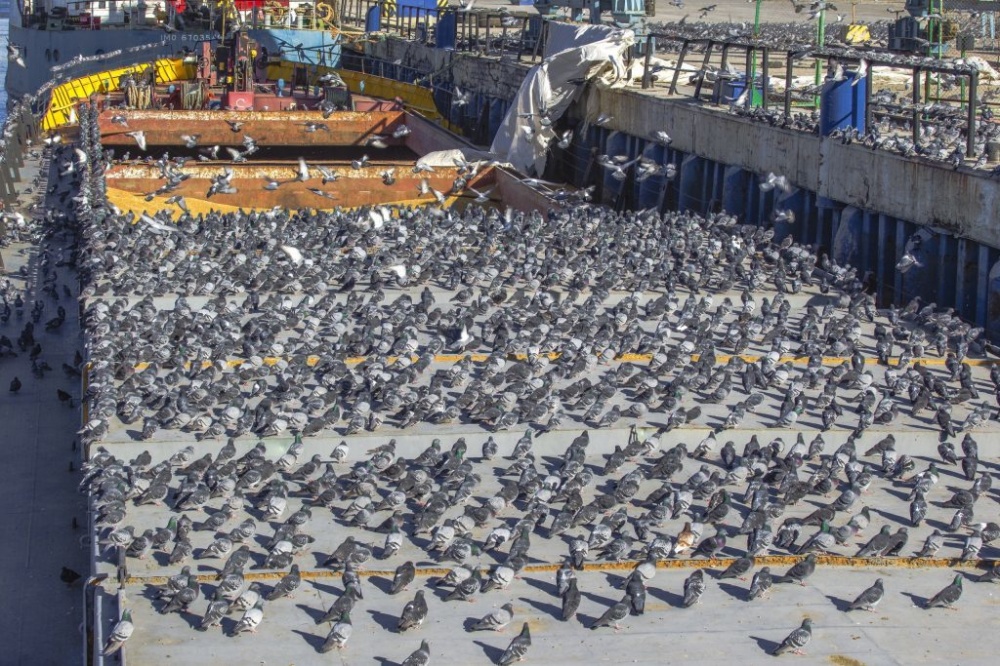 Астраханское судно заполонили голуби