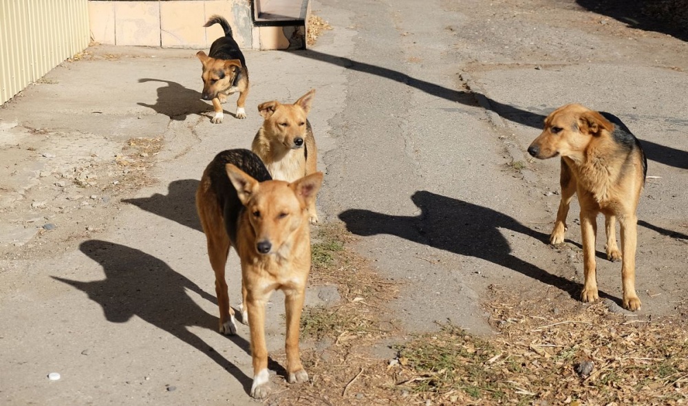 Дело с мошенничеством со стерилизацией бездомных собак в Астрахани отправляется в суд