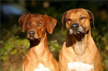 Астраханцы считают, что плохие собаководы опаснее своих питомцев