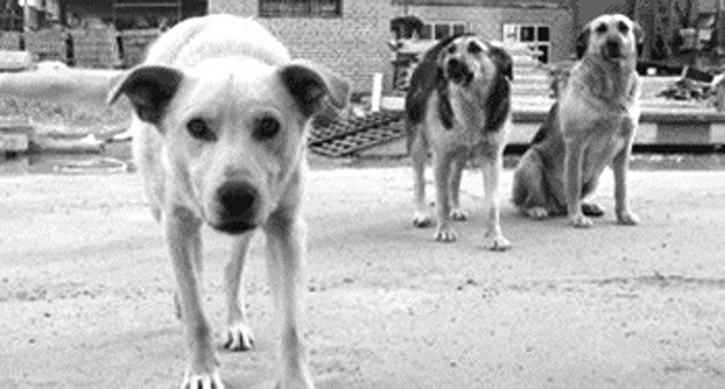 СОБАЧЬЯ РАБОТА. Бездомных четвероногих все-таки будут уничтожать