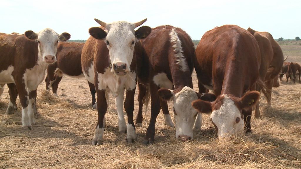 Астраханский минсельхоз подтвердил факты особо опасного заболевания скота в регионе