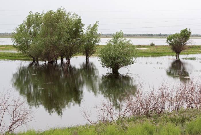 Чтобы спасти рыбу, начать сброс воды в Астрахани предложили уже в середине апреля
