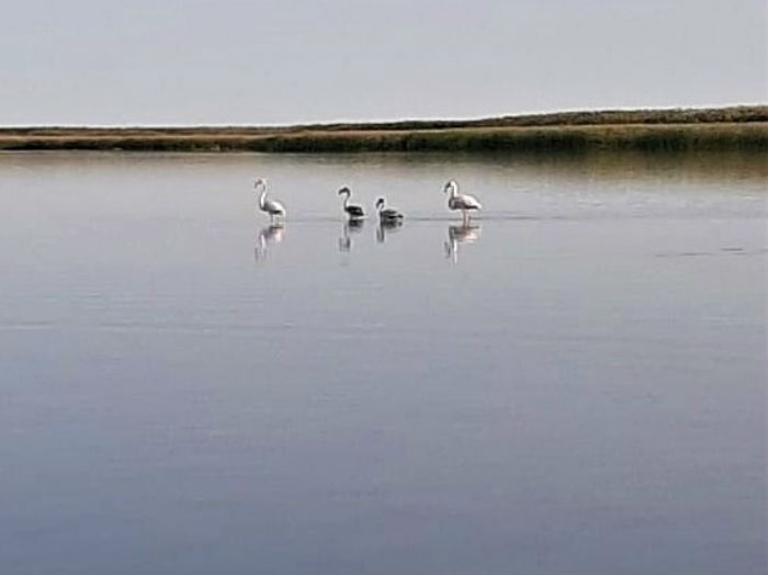 В Астраханской области сфотографировали семью редкой птицы