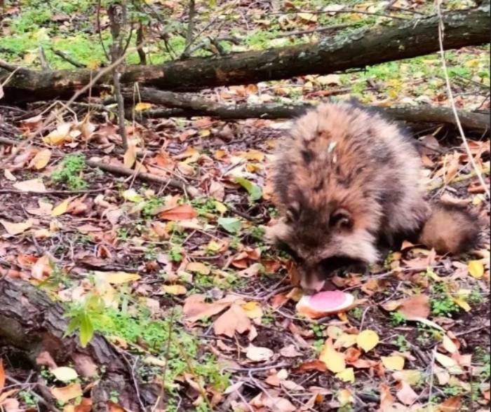Астраханцы сообщают о раненной в лесу енотовидной собаке