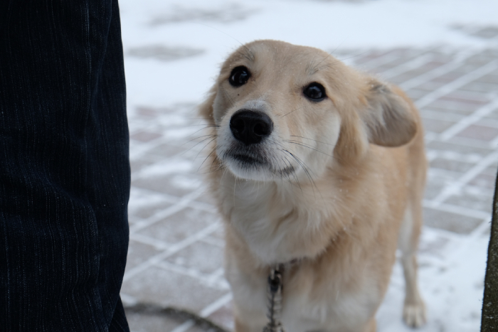 В Астрахани предложили создать "собачий ютуб"