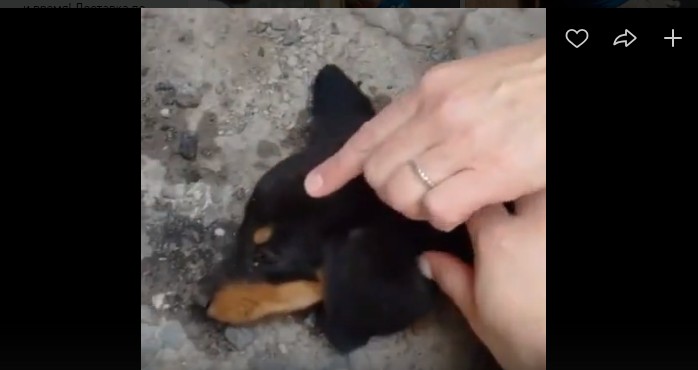 Юбилейное спасение: в Астрахани сложенного пополам щенка освободили из гаражного плена