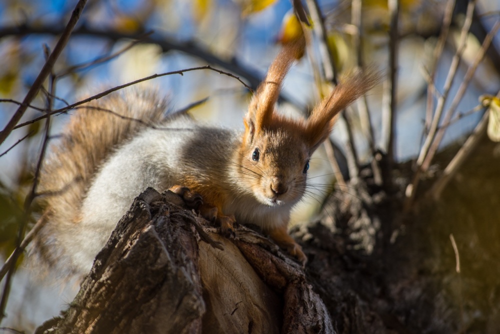 Записки астраханского натуралиста. Белка поселилась в центре Астрахани