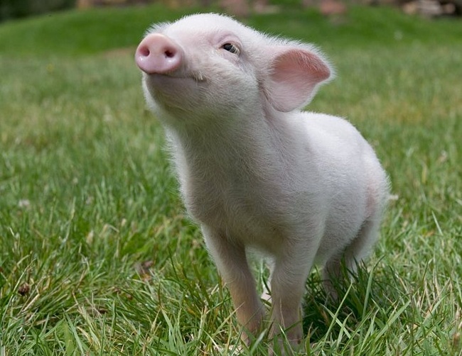 Астраханская ветеринарная станция предупреждает!