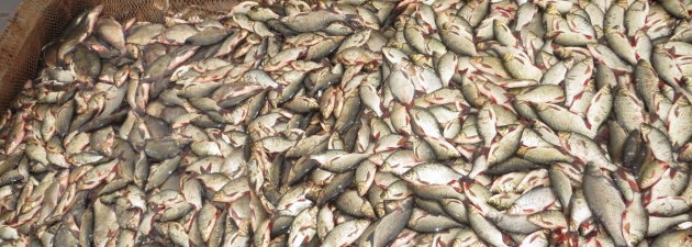 Рыбаки украли с астраханского предприятия около тонны рыбы