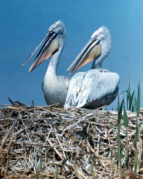 Астраханский заповедник приглашает туристов