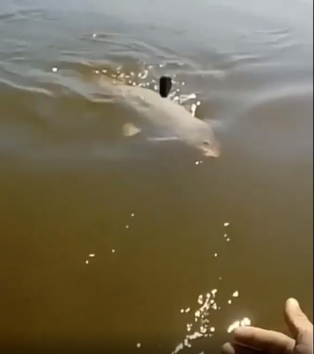 В Астраханской области сазан боролся с рыбаком до последнего. ВИДЕО