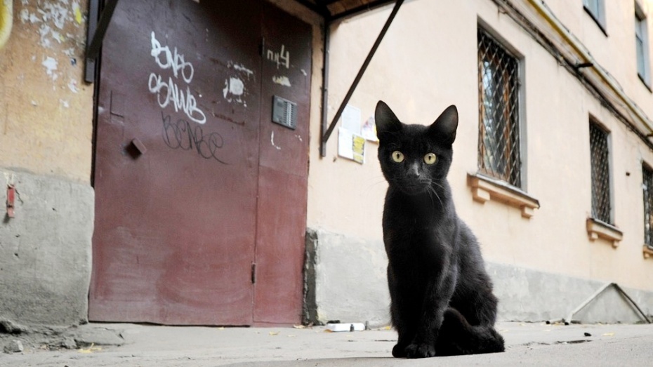 В астраханском доме коты отключили домофон, интернет и телефон