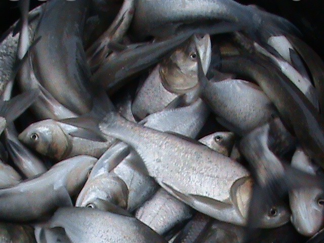 Четверо работников астраханского предприятия украли около 150 килограмм рыбы из улова