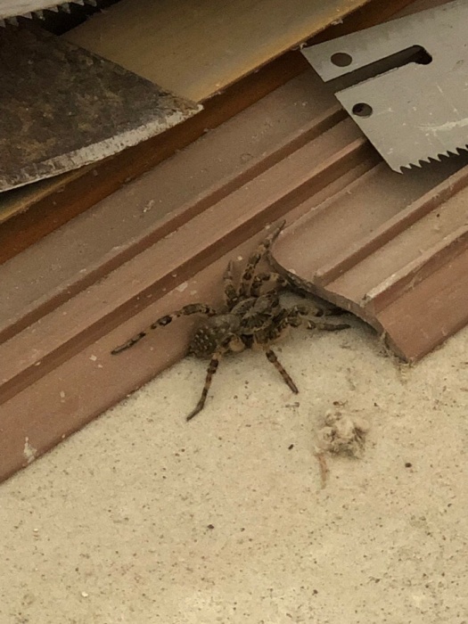 Астраханец показал, на какого опасного паука наткнулся