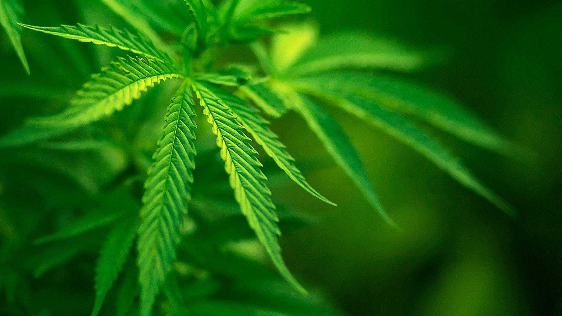 В Астрахани будут судить водителя-наркомана, сбившего пешехода