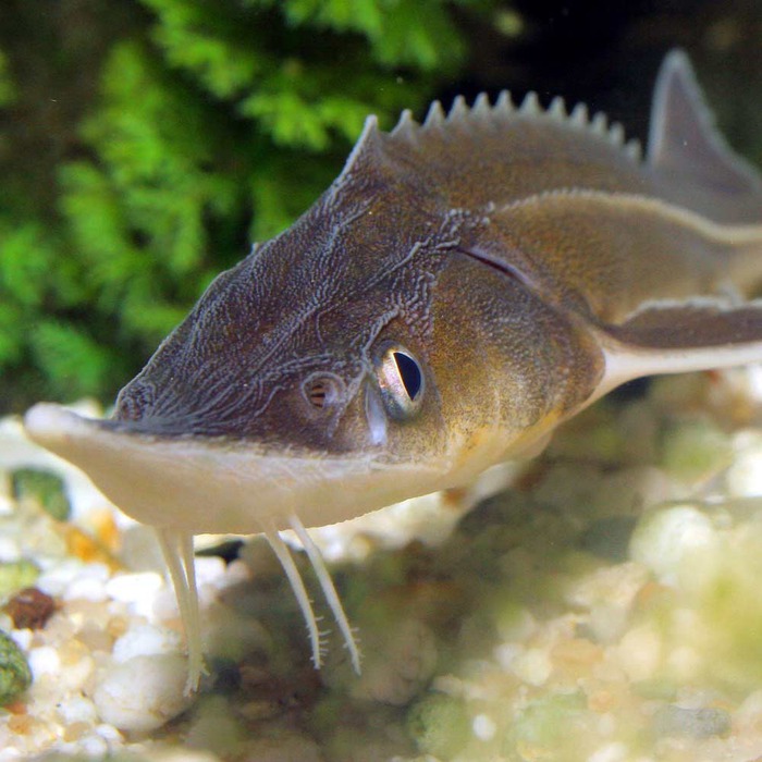 В Астраханской области задержали браконьеров с 250-метровой сетью и двумя стерлядями