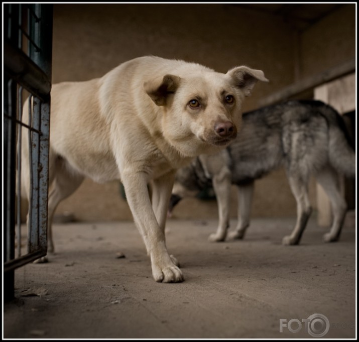 Почем ликвидировать одну беспризорную собаку? – 2900 рублей!