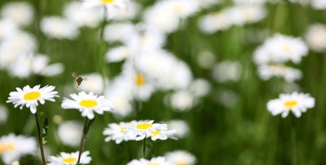 Астраханцам можно не опасаться сильной жары в ближайшую неделю