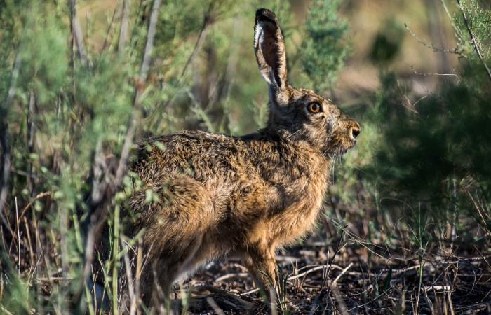 Записки астраханского натуралиста. Август. Жара закончилась