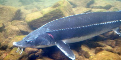  На астраханской трассе полиция изъяла 18 килограммов осетра без документов