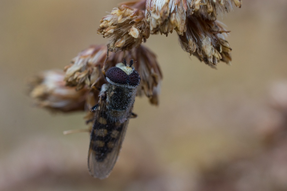 Записки астраханского натуралиста: Осенние мухи