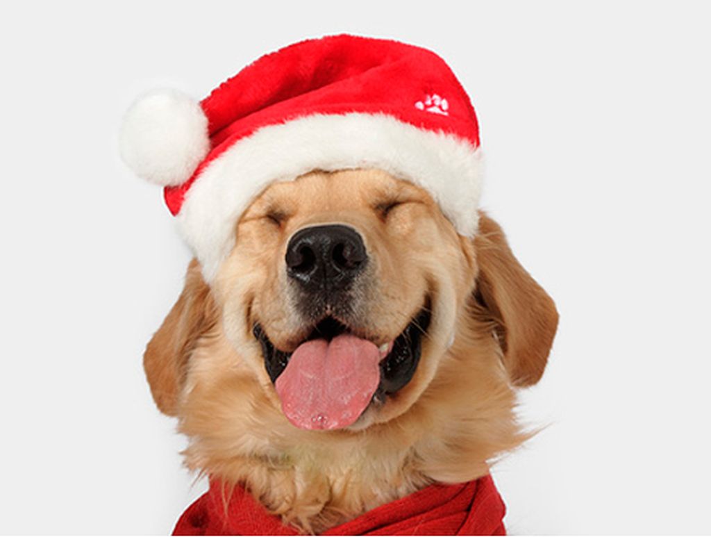 С Новым годом, дорогие читатели!