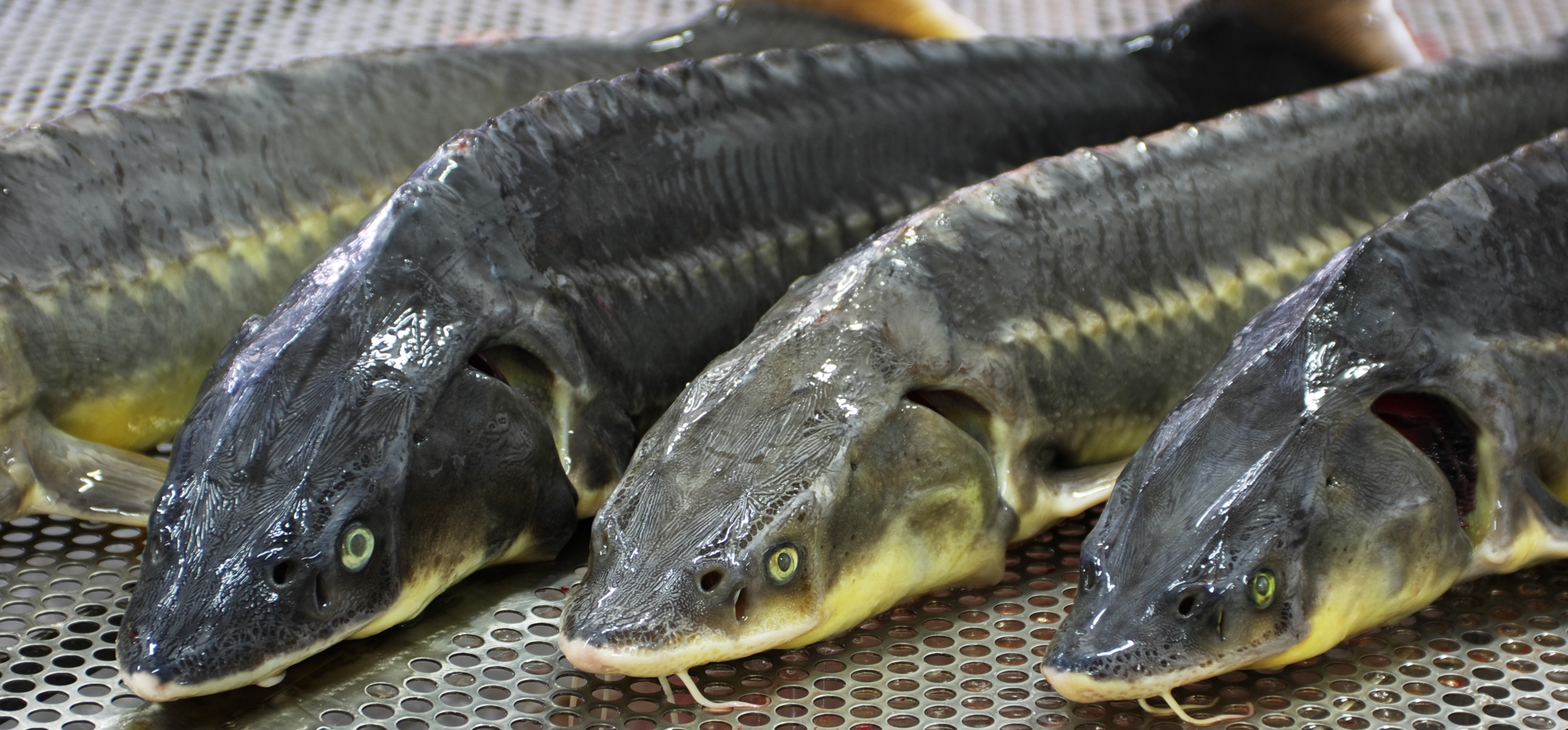 В Астрахани суд рассмотрит дело о браконьерах и двух тоннах осетра
