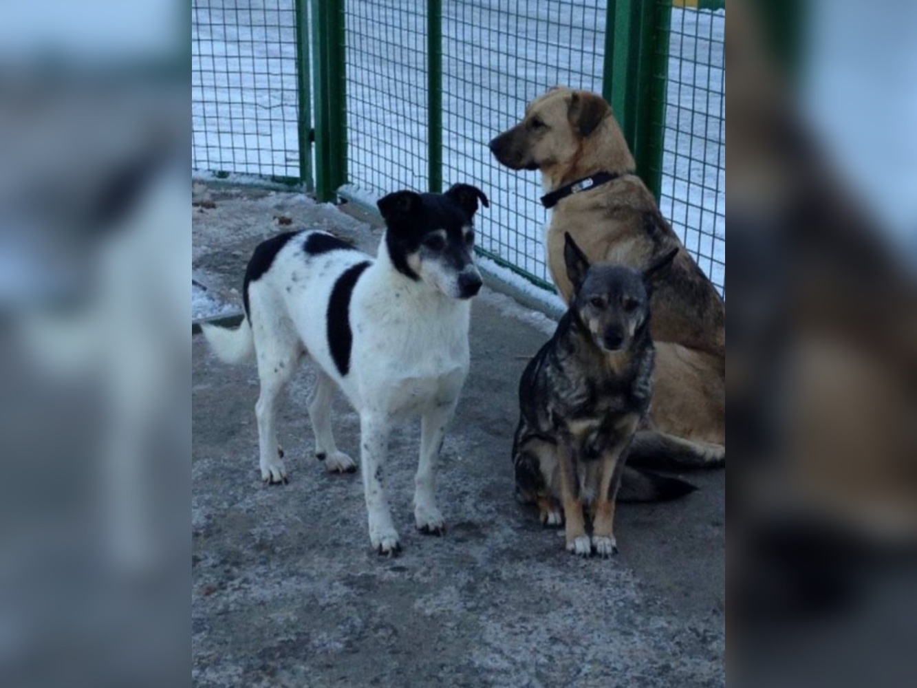 Ребенку, которого покусала собака в астраханском парке, выплатили компенсацию 