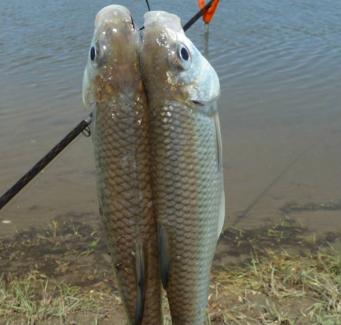 Вылов воблы и леща в Волге могут жестко ограничить