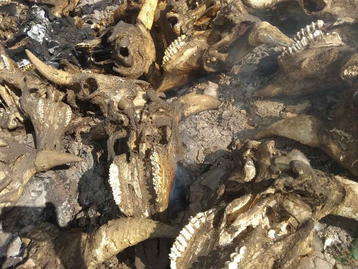 В Астраханской области останки животных хоронят как попало