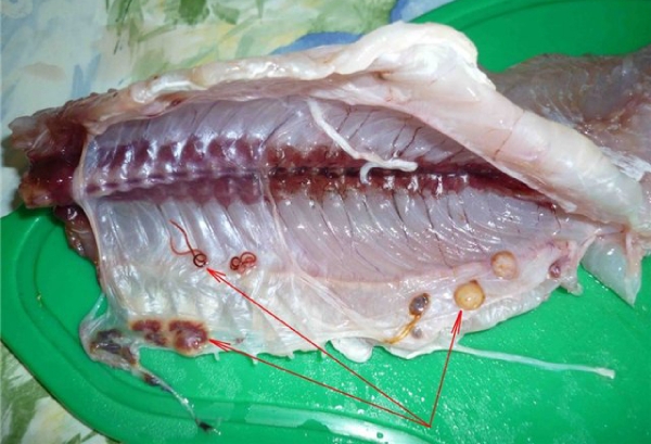 Пенза в шоке от опасной астраханской рыбы