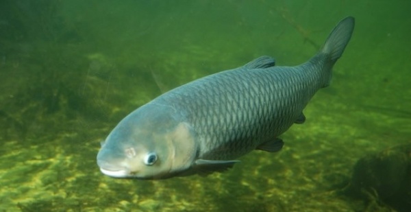 В астраханском природном парке задержали браконьера