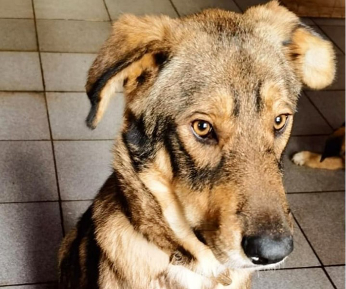 В Астрахани вынесли приговор живодеру, пырнувшему ножом собаку