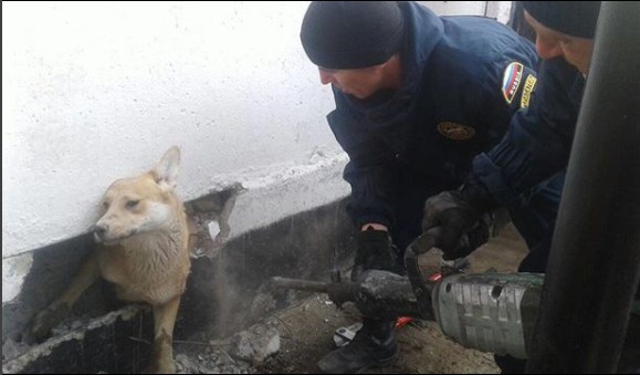В Астрахани спасатели вызволили собаку из бетонного плена