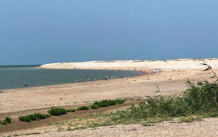 Астраханский остров обследовали сотрудники Росприроднадзора