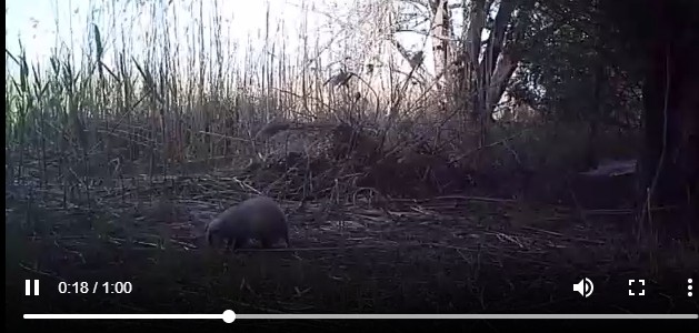 В Астрахани поймали увлеченного барсука и засняли его на видео