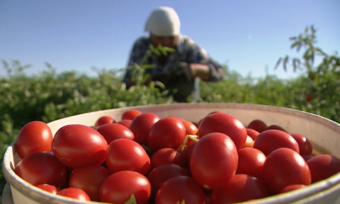 К концу лета Астраханская область собрала более полумиллиона тонн овощей