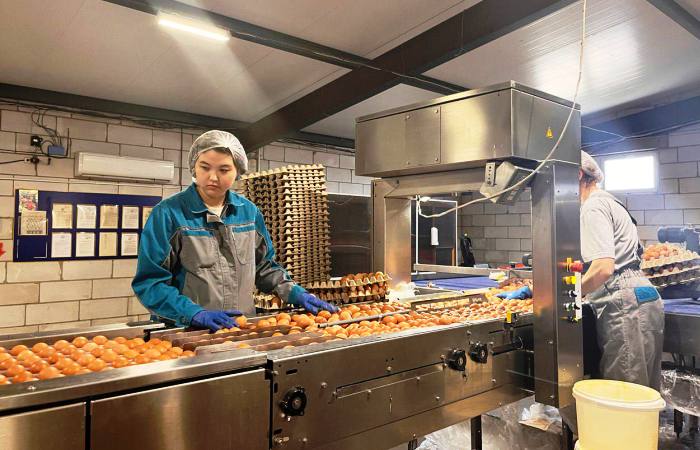 Поднимаются после  гриппа: астраханские птицефабрики почти удвоили производство яиц 