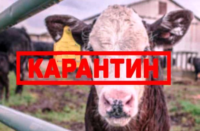Под Астраханью установили карантин из-за бруцеллеза коров