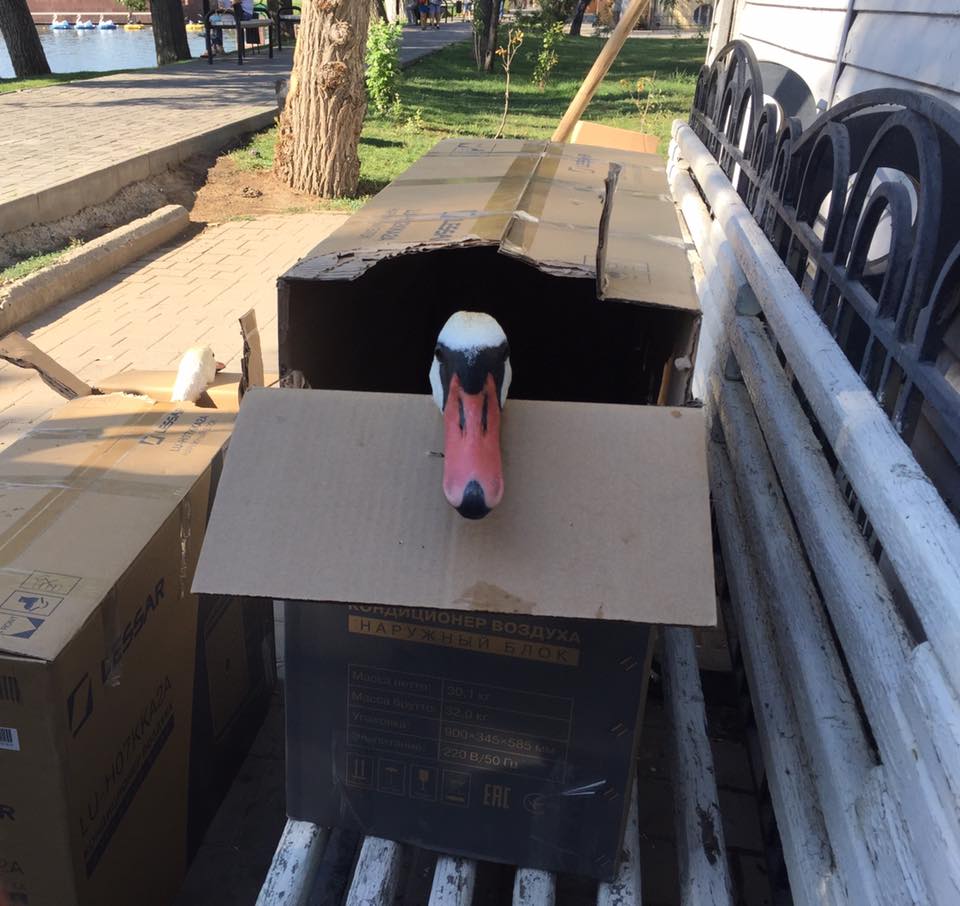 Все семь птиц вернулись на Лебединое озеро в Астрахани