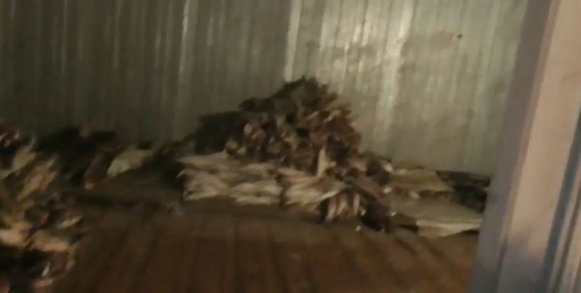 На подпольном складе под Астраханью нашли более двух тонн рыбы. Видео