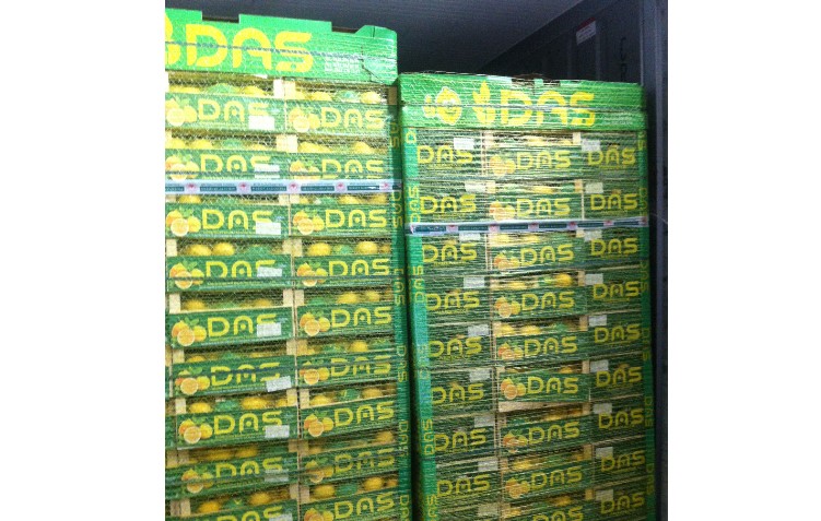 В Астрахани в мандаринах обнаружили личинки мух